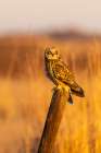 Short-eared owl perched on fence post Prairie Ridge State Natural Area, Marion County, Illinois. Art Print
